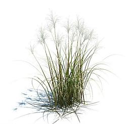 植物模型 小草模型圖片
