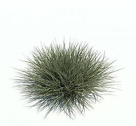 植物模型 草模型圖片