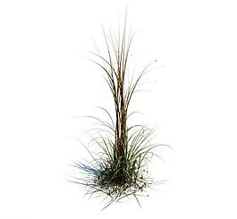 植物模型 草模型圖片