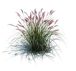 植物模型 草模型圖片
