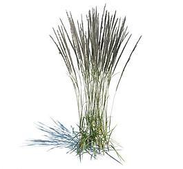 植物模型 草模型圖片