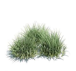 植物模型 草模型圖片