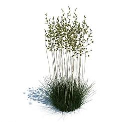 植物模型 草模型圖片