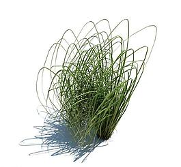 植物模型 草模型圖片