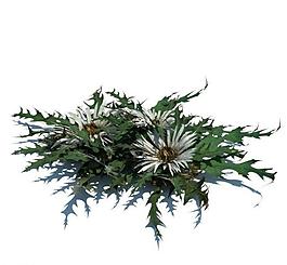 植物模型 草模型圖片