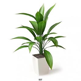 室內(nèi)植物圖片