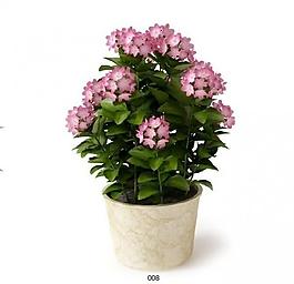 室內(nèi)植物圖片