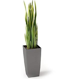 室內(nèi)植物圖片