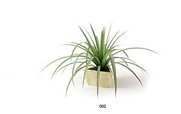 室內(nèi)植物圖片