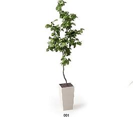 植物圖片