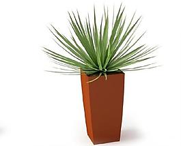 室內(nèi)植物圖片