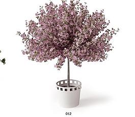 室內(nèi)植物圖片