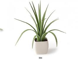 室內(nèi)植物圖片
