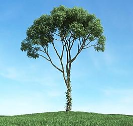 樹木 高大植物模型圖片