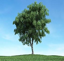 樹(shù)木 高大植物模型圖片