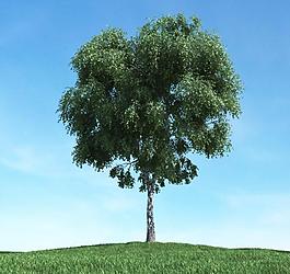 樹(shù)木 高大植物模型圖片