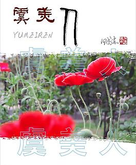 虞美人展板圖片