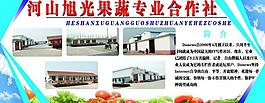 蔬菜公司展板圖片