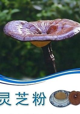 靈芝粉簡介展板圖片