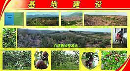 農產品油茶展板圖片