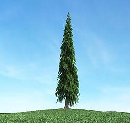 樹木 高大植物模型圖片