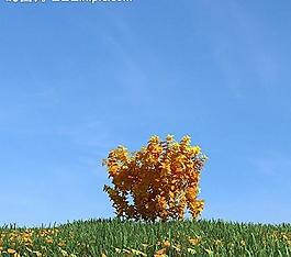秋季樹木模型 紅葉圖片