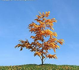 秋季樹木模型 紅葉圖片