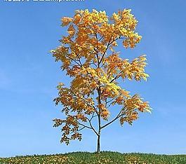 秋季樹木模型 紅葉圖片