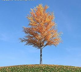 秋季樹木模型 紅葉圖片