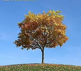 秋季樹木模型 紅葉圖片
