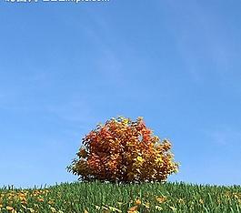 秋季樹木模型 紅葉圖片