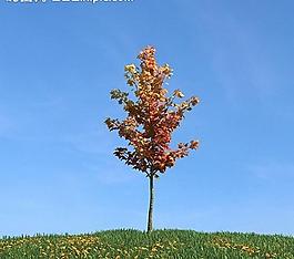 秋季樹木模型 紅葉圖片