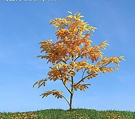秋季樹木模型 紅葉圖片