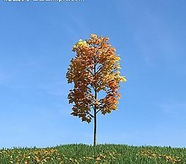 秋季樹木模型 紅葉圖片