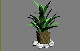 植物模型圖片