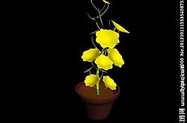 菊花圖片