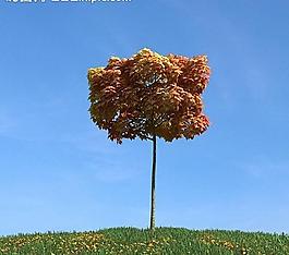 秋季樹木模型 紅葉圖片