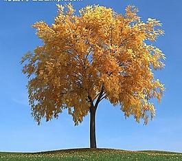 秋季樹木模型 紅葉圖片