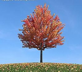 秋季樹木模型 紅葉圖片