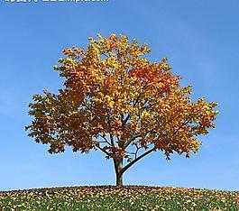 秋季樹木模型 紅葉圖片