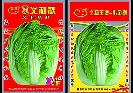 蔬菜 白菜 展板圖片