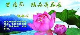 荷花展板圖片