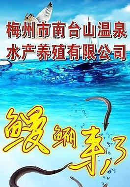 鰻魚圖片