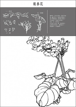 矢量白描报春花