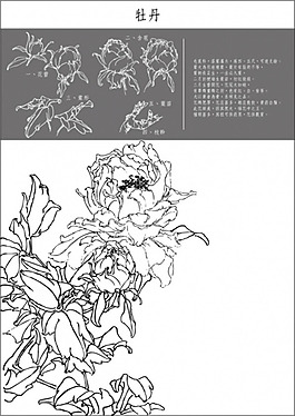 矢量白描牡丹花