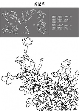 醡醬草