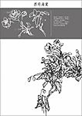 矢量白描西府海棠