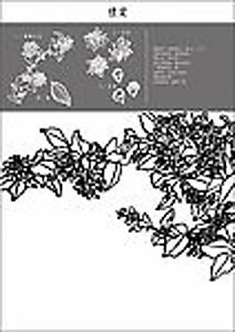 矢量白描祿堂花