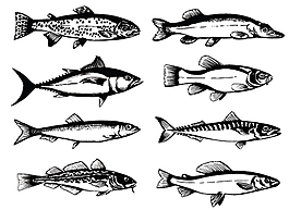 黑白魚類矢量圖