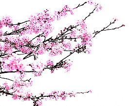 淡雅的漂亮桃花psd